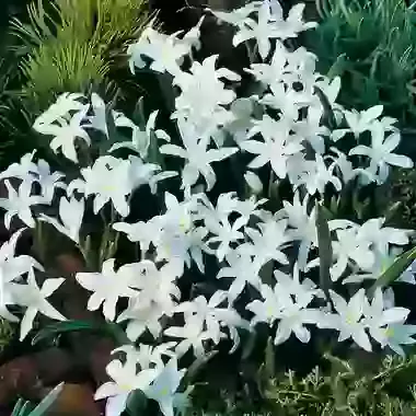 Lucillae Alba